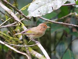 Слика од Phylloscopus umbrovirens (Rüppell 1840)