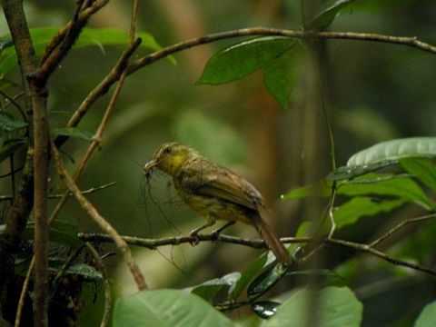 Image of Icterine Greenbul