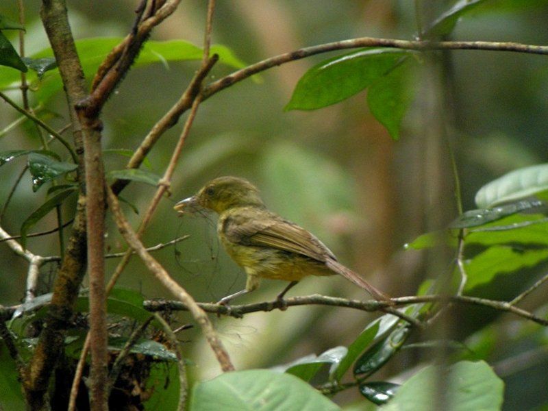 Image of Icterine Greenbul