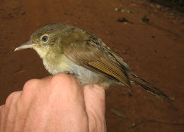 Image of Cabanis's Greenbul