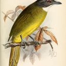 Image of Red-tailed Bulbul