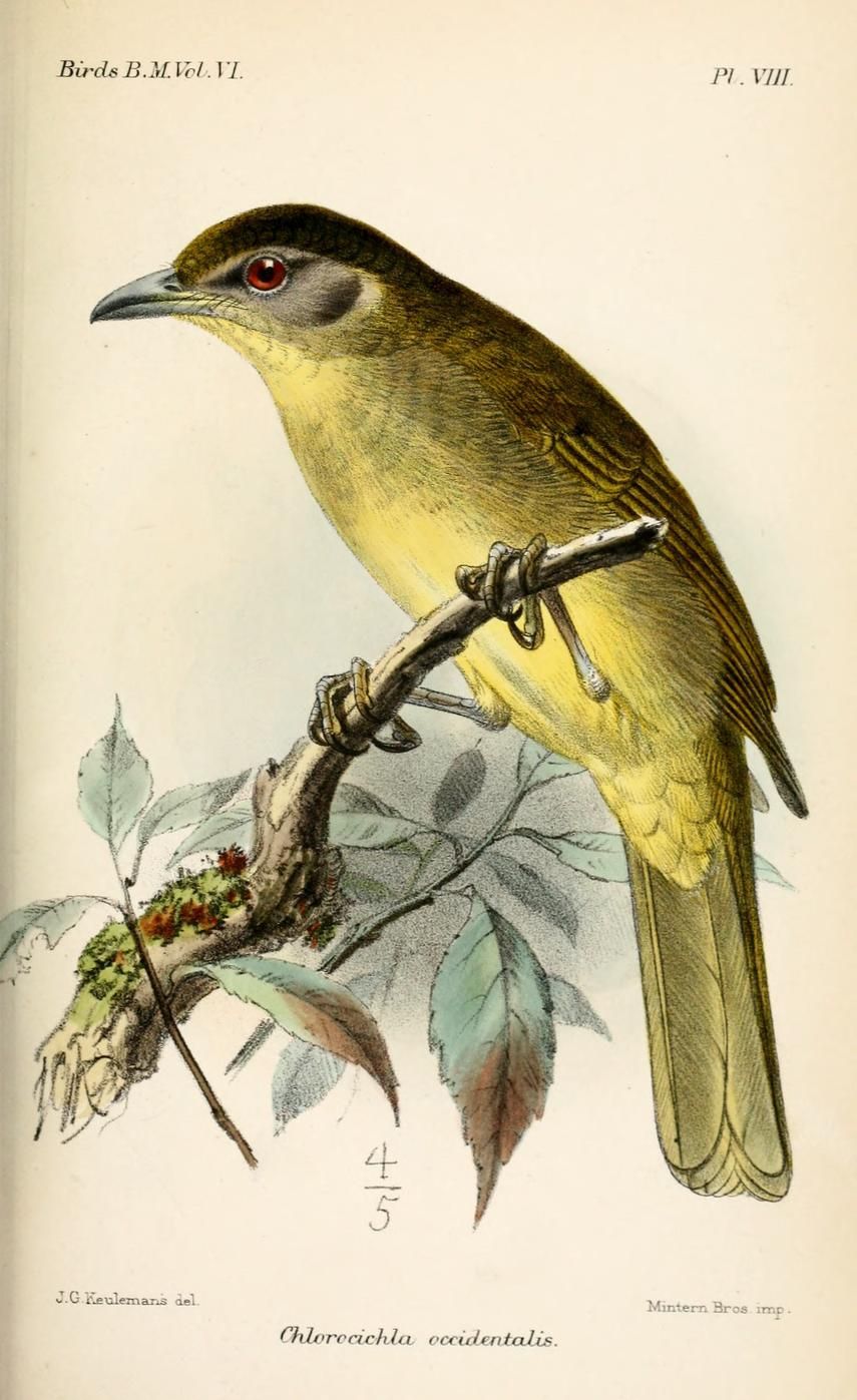 Image of Chlorocichla Sharpe 1882