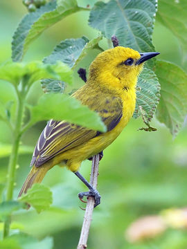 Image of Slender-billed Weaver