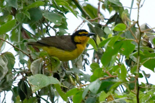 Image of Black-necked Weaver