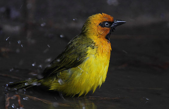 Image of Black-necked Weaver