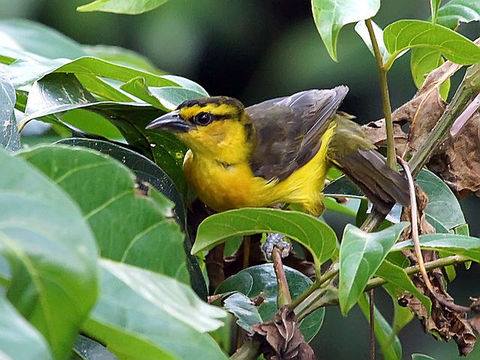 Image of Black-necked Weaver