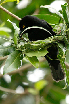 Image of Vieillot's Weaver