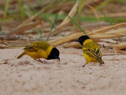 Image of Black-headed Weaver