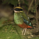 Image of Green-breasted Pitta