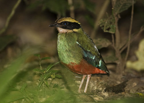 Image of Green-breasted Pitta