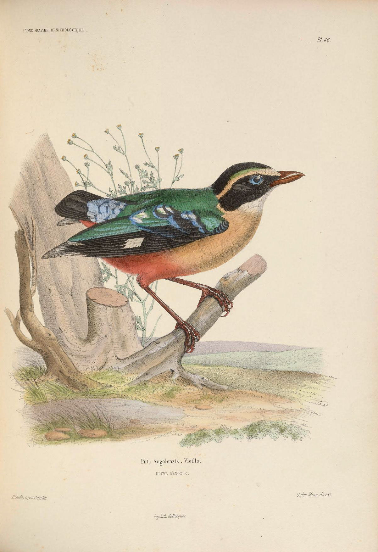 Image of African Pitta