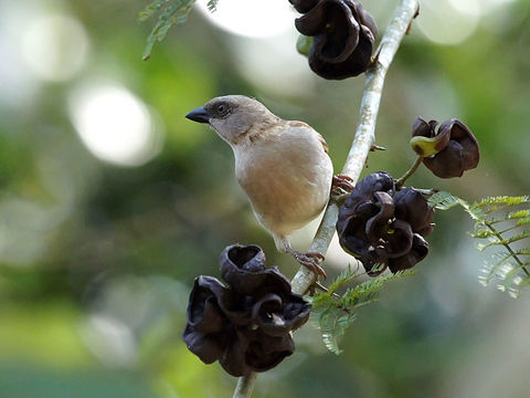 Image of Grey-headed Sparrow