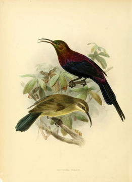 Image of Tacazze Sunbird