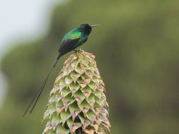 Image of Red-tufted Sunbird