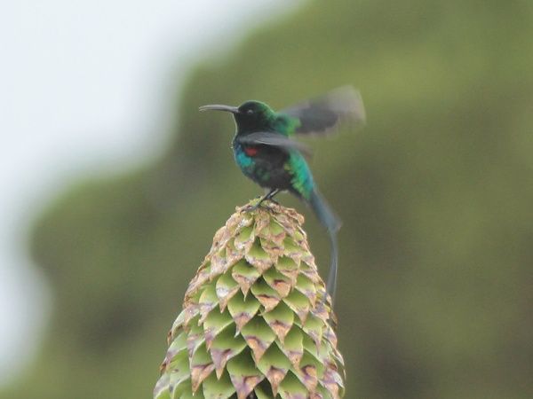 Image of Red-tufted Sunbird