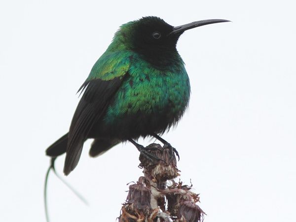 Image of Red-tufted Sunbird