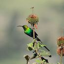 Nectarinia famosa (Linnaeus 1766) resmi