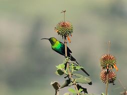 孔雀石色花蜜鳥的圖片