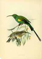 Image of Malachite Sunbird