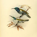 Image of Green-headed Sunbird