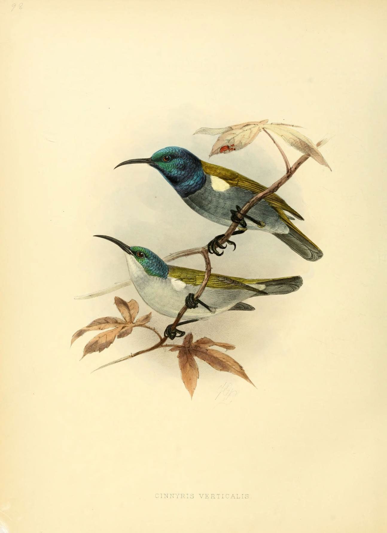 Image of Cyanomitra Reichenbach 1853