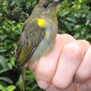 Image of Olive Sunbird