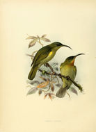 Image of Cyanomitra Reichenbach 1853