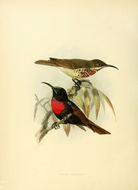 Image of Chalcomitra Reichenbach 1853
