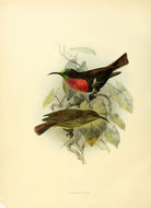 Image of Chalcomitra Reichenbach 1853