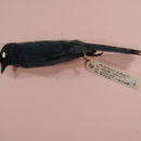 Image de Melaenornis ardesiacus Berlioz 1936