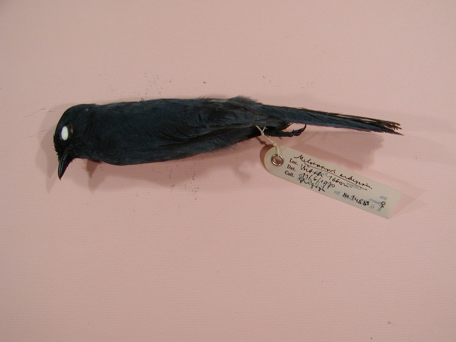 Plancia ëd Melaenornis ardesiacus Berlioz 1936