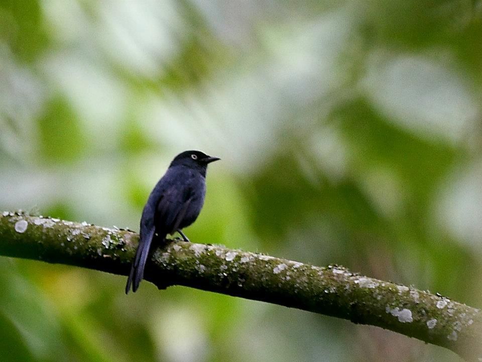 Plancia ëd Melaenornis ardesiacus Berlioz 1936