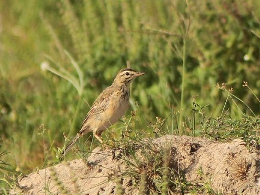 Image of African Pipit