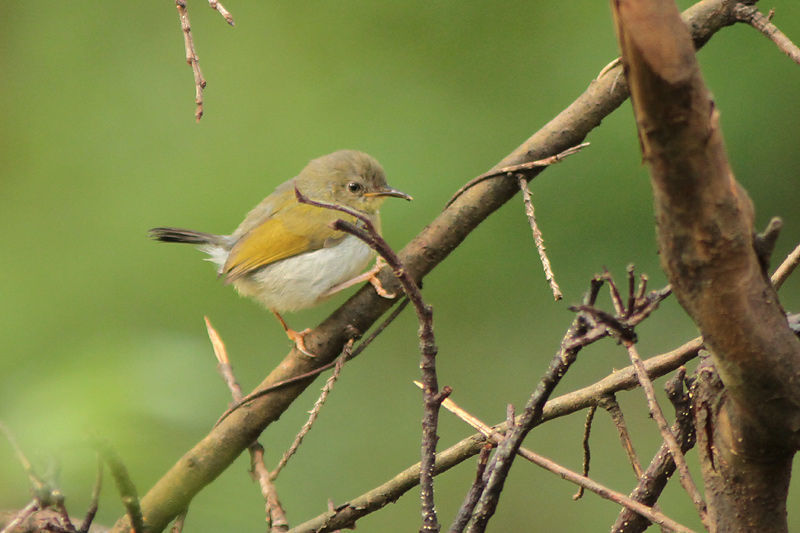 Image of Camaroptera Sundevall 1850