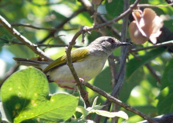 Image of Camaroptera Sundevall 1850