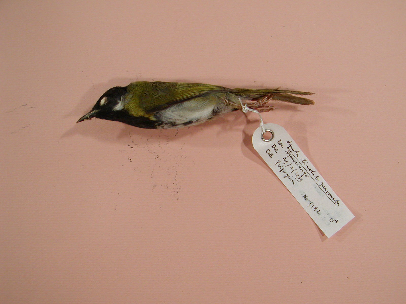 Image of Black-faced Apalis