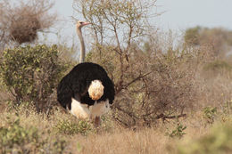 Image of flightless paleognath birds