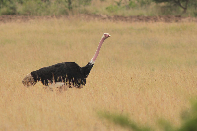 Image of flightless paleognath birds