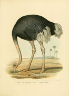 Image of flightless paleognath birds