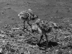 Image of flightless paleognath birds