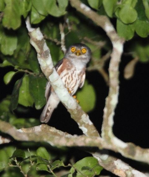 Glaucidium tephronotum Sharpe 1875 resmi