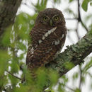 Image of African Barred Owlet