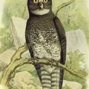 Plancia ëd Bubo leucostictus Hartlaub 1855