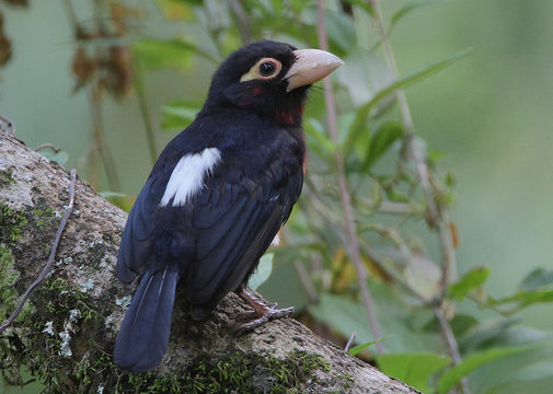 Слика од Lybius bidentatus (Shaw 1799)