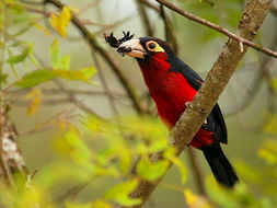 Image of Double-toothed Barbet