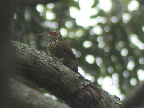 Image of Brown-eared Woodpecker
