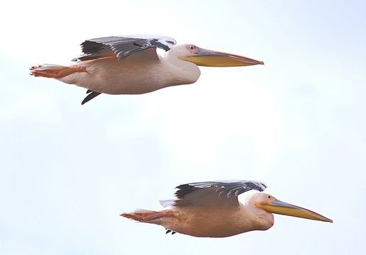 Image of Great White Pelican