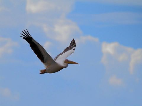 Image of Great White Pelican