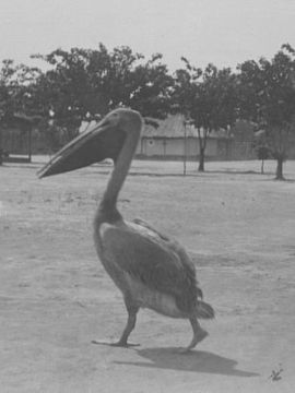 Image of Great White Pelican