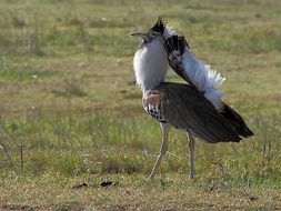 Image of Kori Bustard